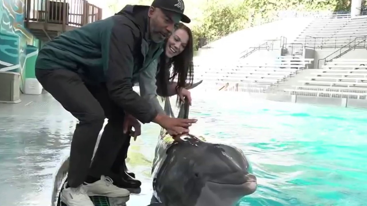 Zip Trips: Connecting with dolphins at Vallejo's Six Flags Discovery Kingdom
