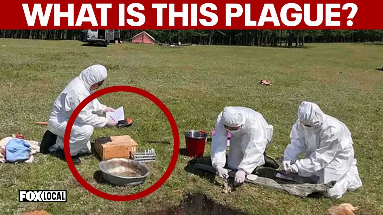 'Russia made it more dangerous.' Bioweapon expert on deadly Siberian lab plague leak