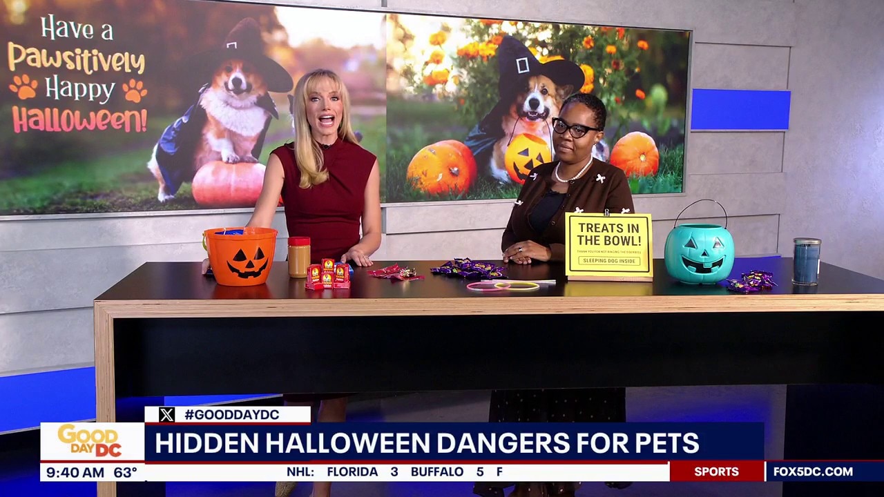 Beyond Chocolate: Hidden Halloween Hazards for Pets