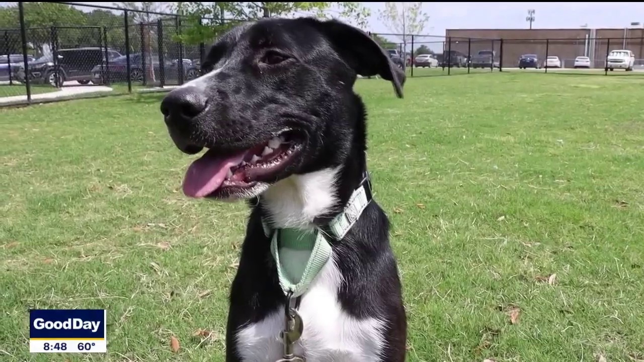 Dog of the Day: Poe
