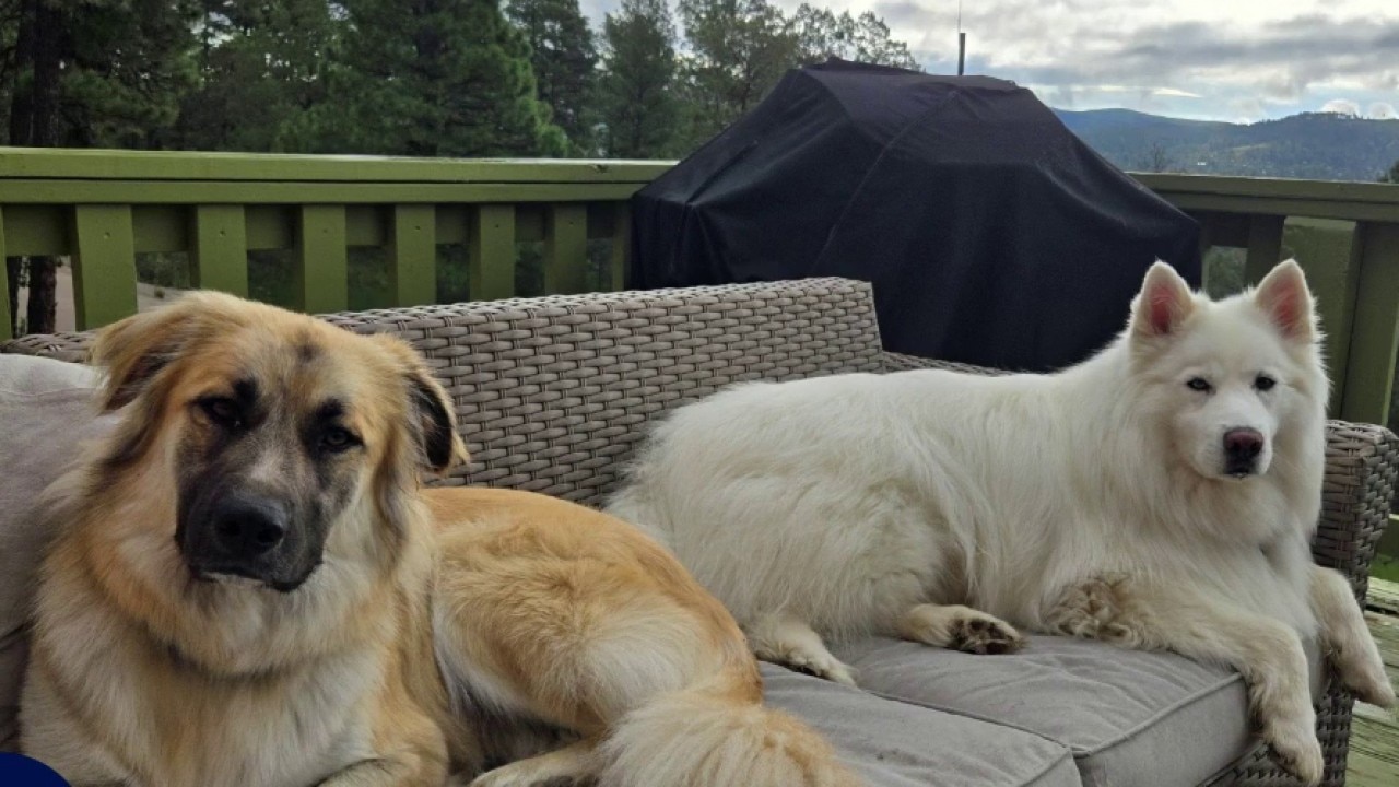 Mountain lion kills two large dogs in Yucaipa