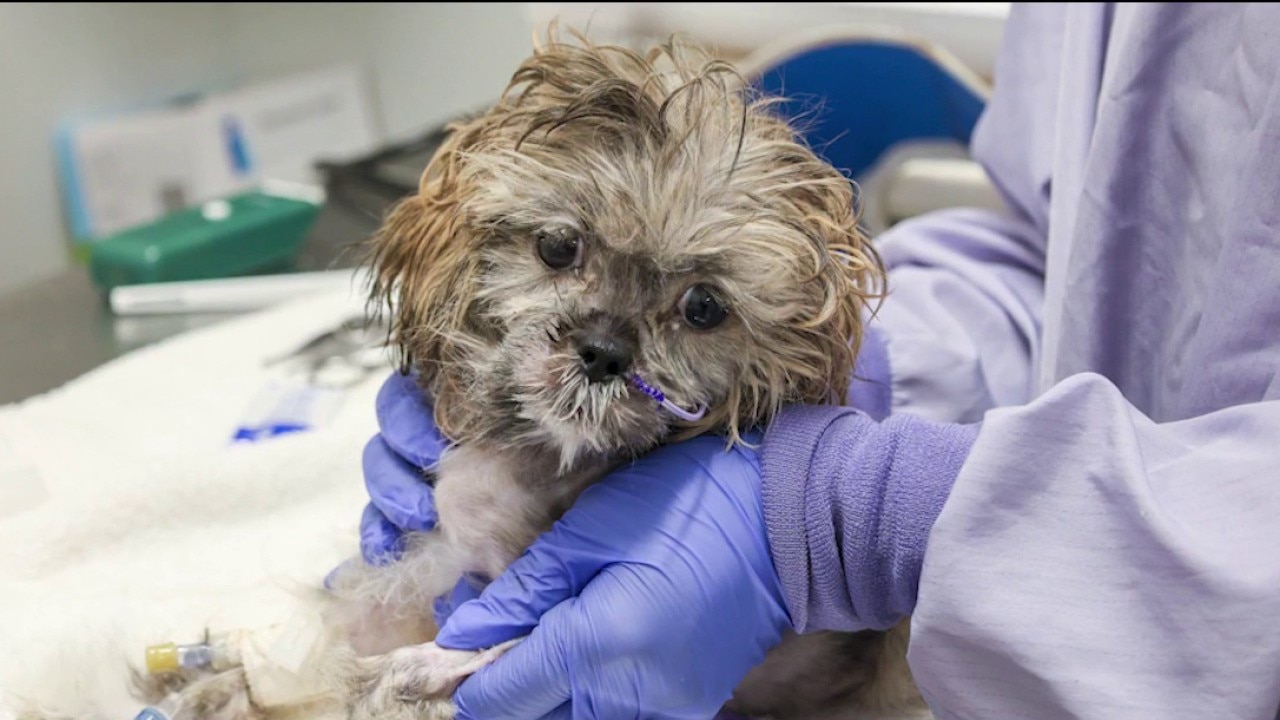 PAWS Chicago 'Giving Day' aims to support shelter animals