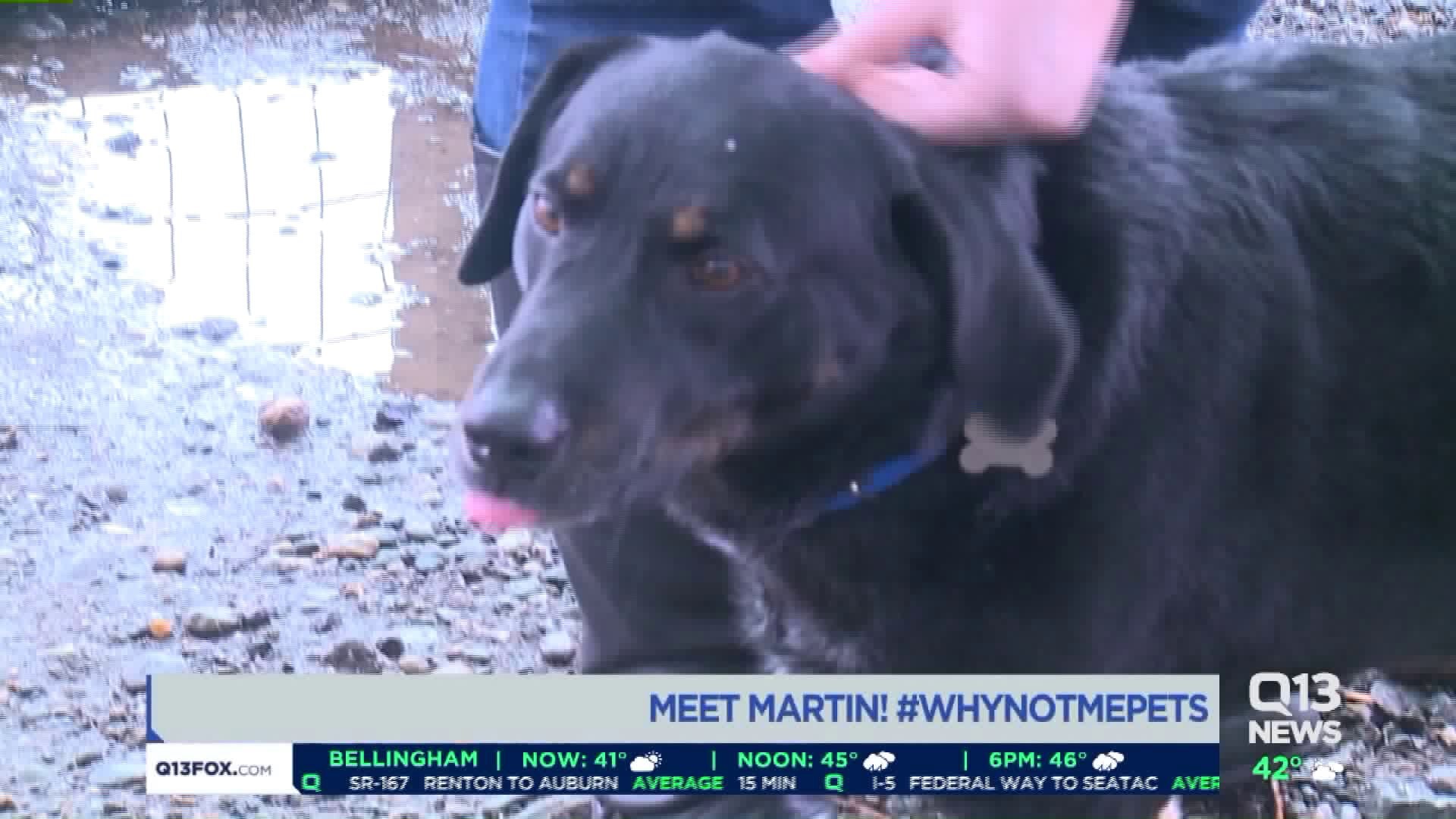 Meet Martin! #WhyNotMePets