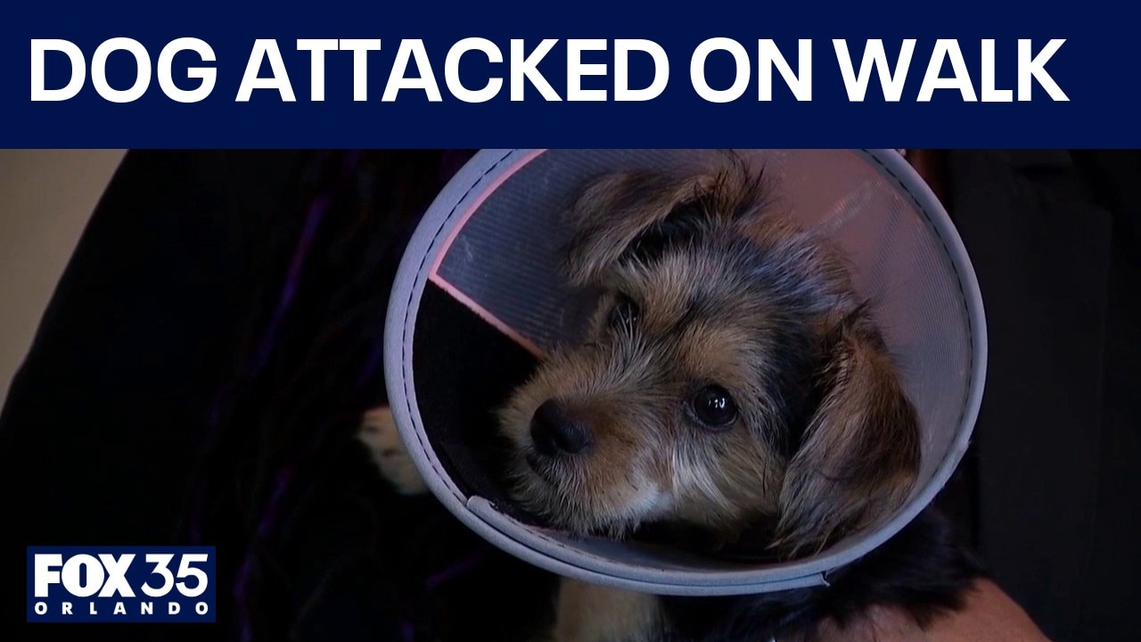 3-month-old Yorkie recovering after attacked on walk