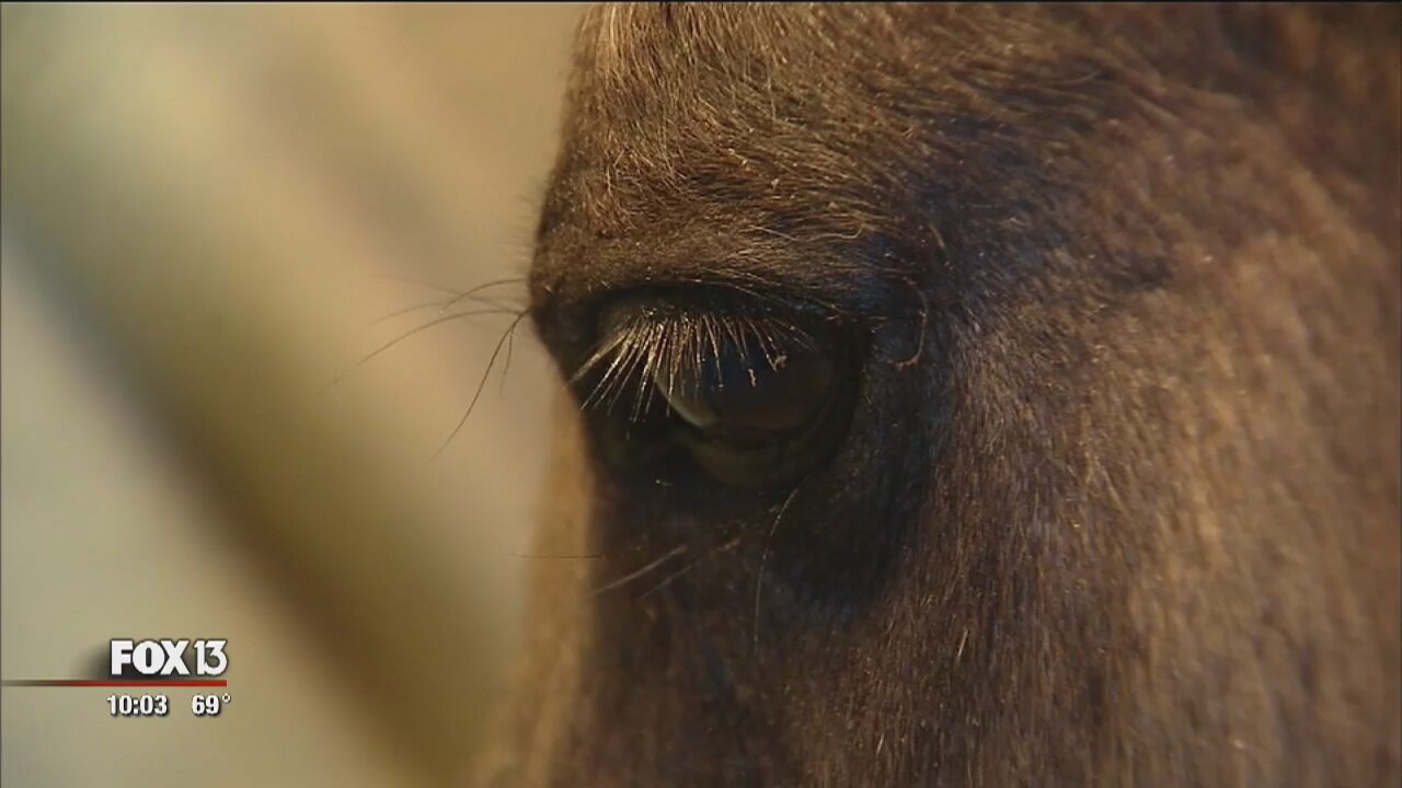 Pony viciously attacked by pack of dogs