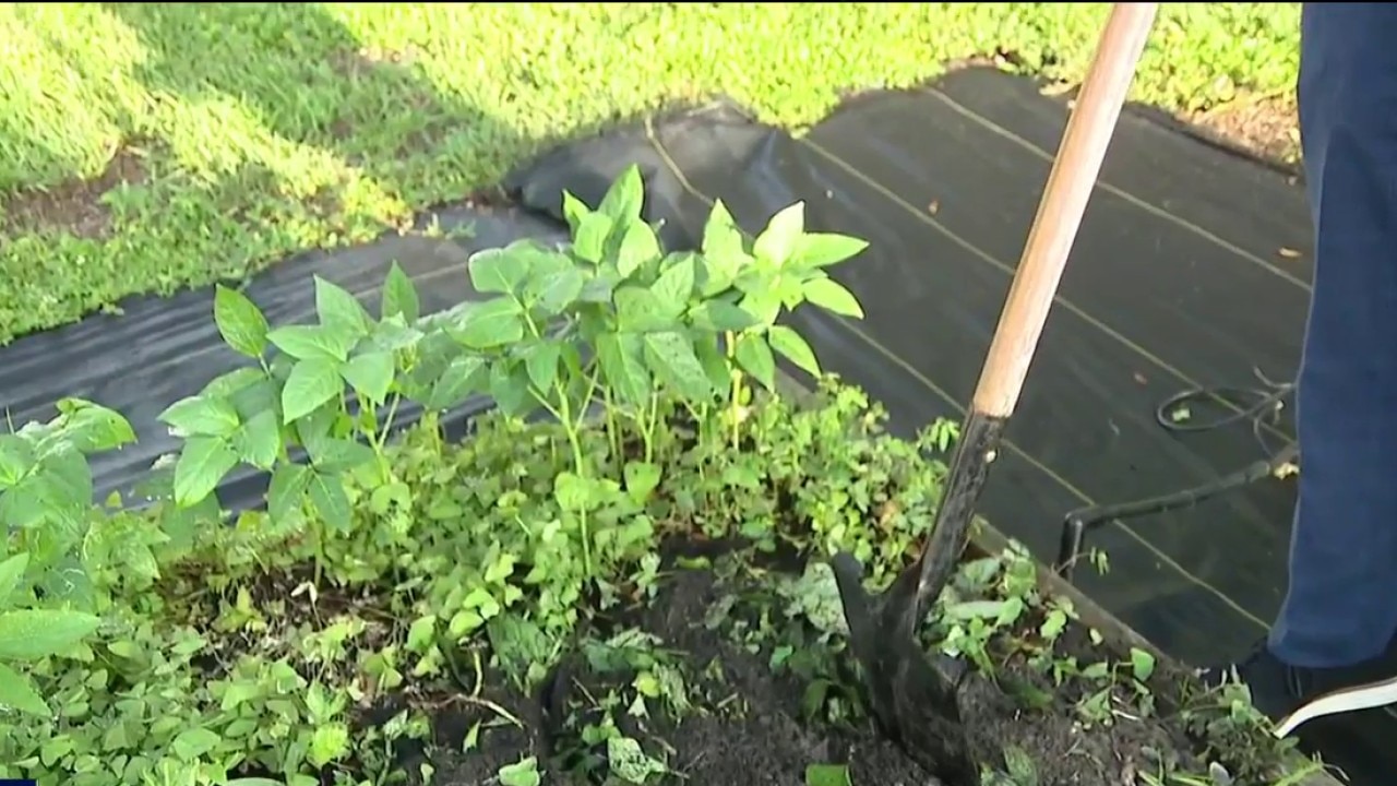 Prepping your garden for fall
