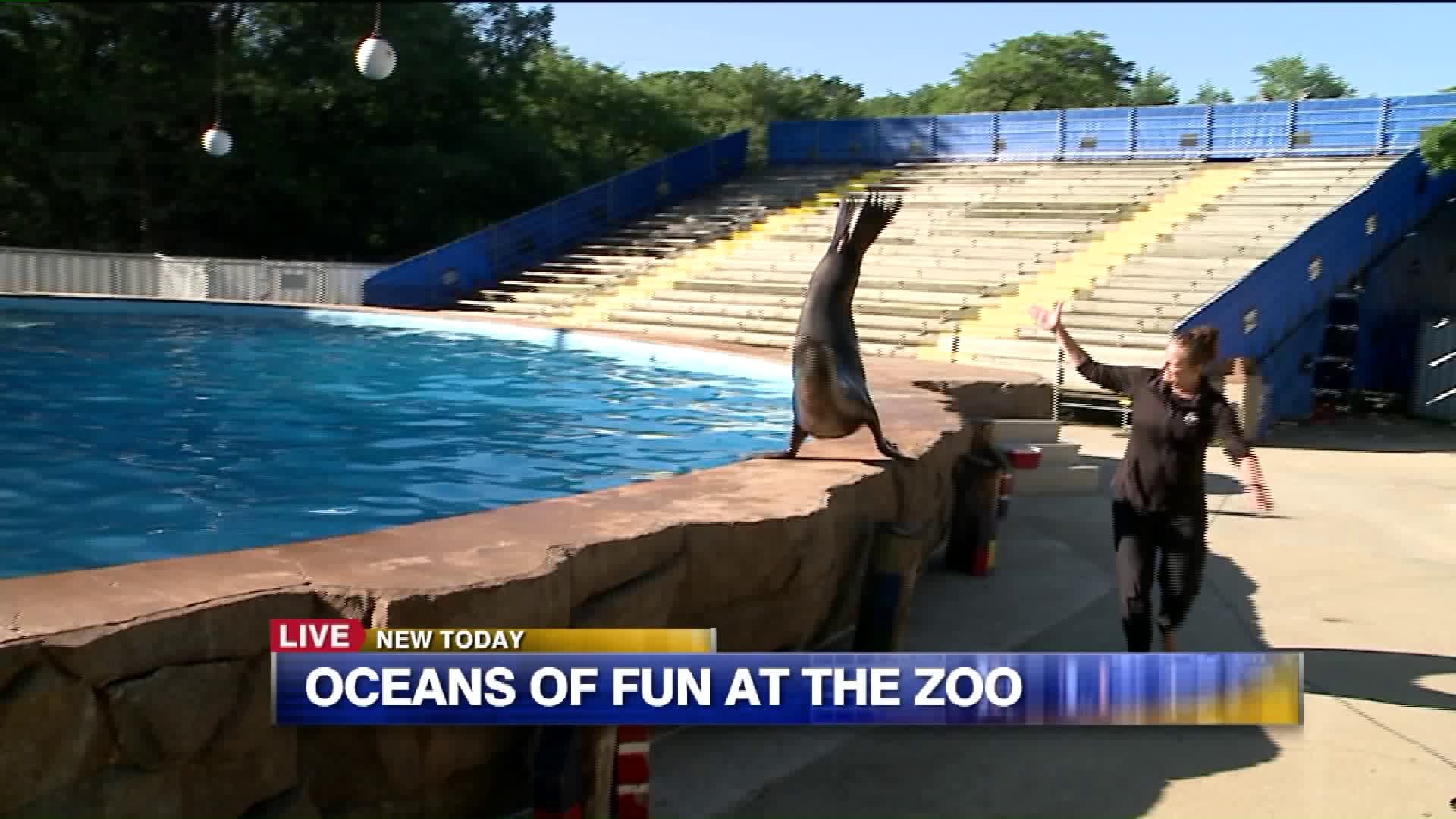 What`s the difference between a seal and sea lion?