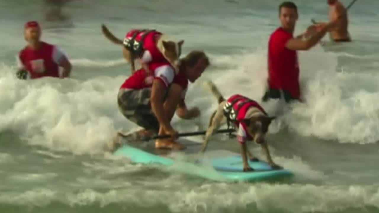 Surfing competition goes to the dogs