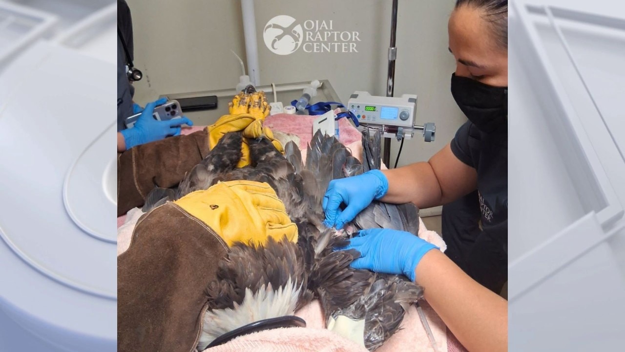 Big Bear eagle Jackie improving
