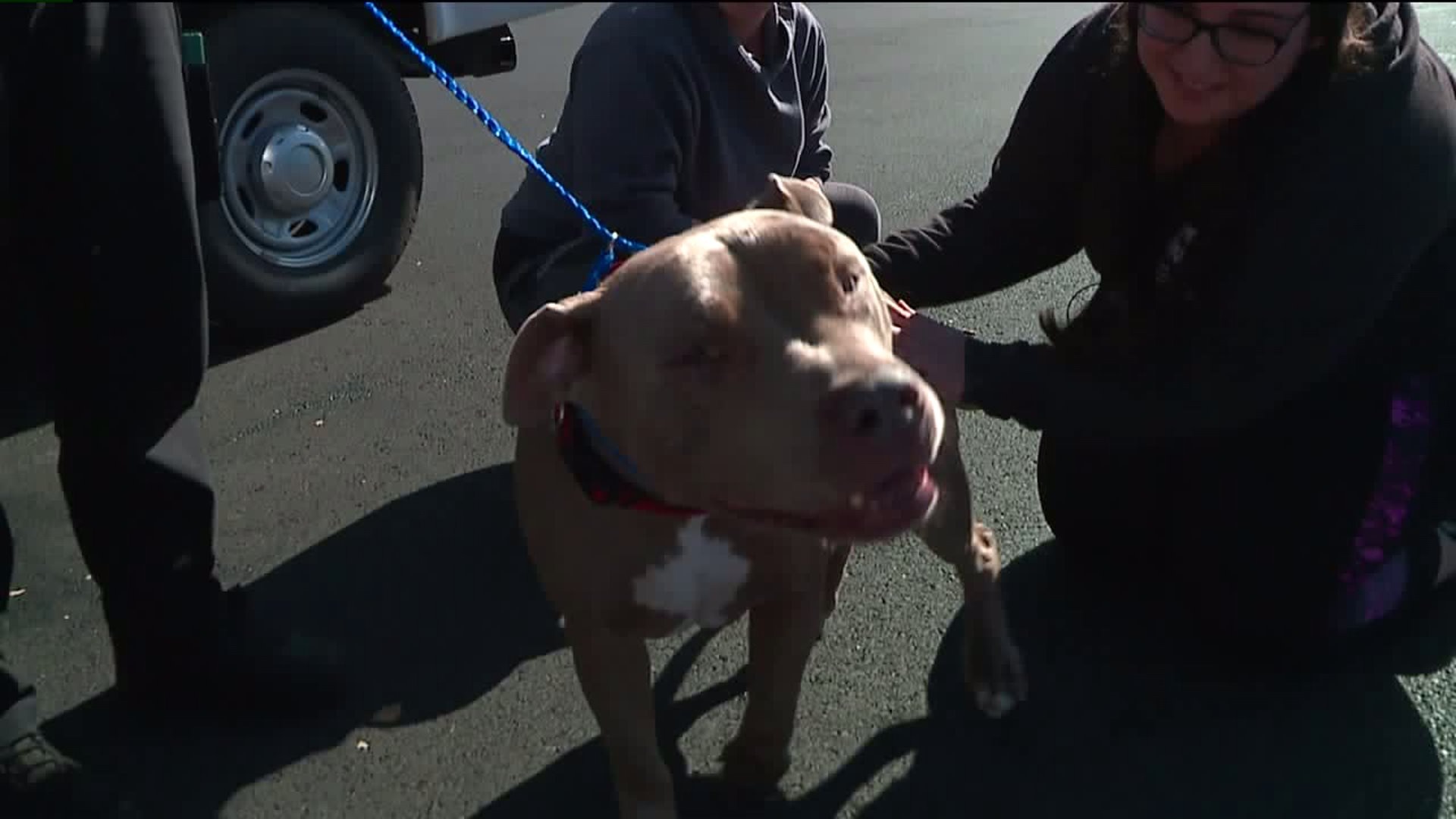 Dog stolen during home burglary returned to owner