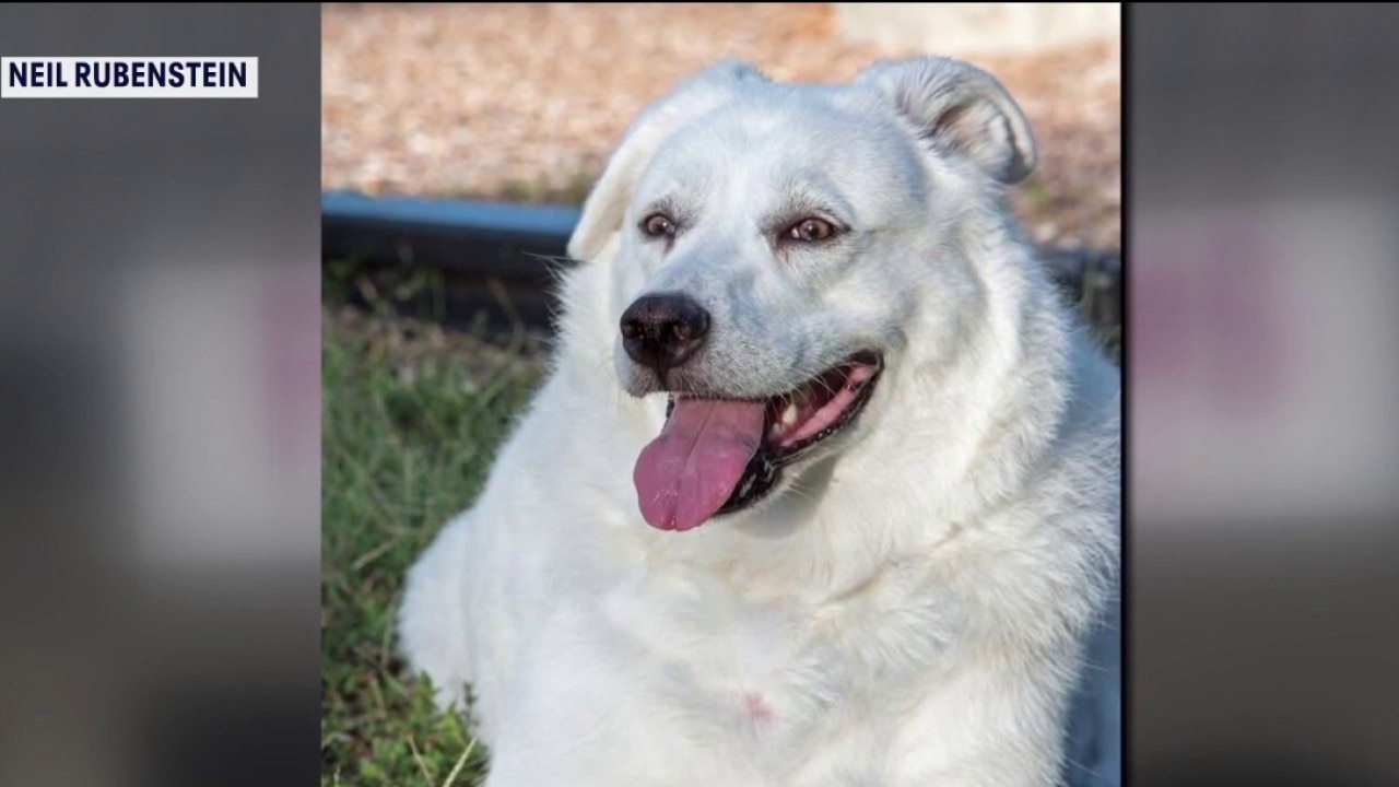 Groomer responds after dog's death