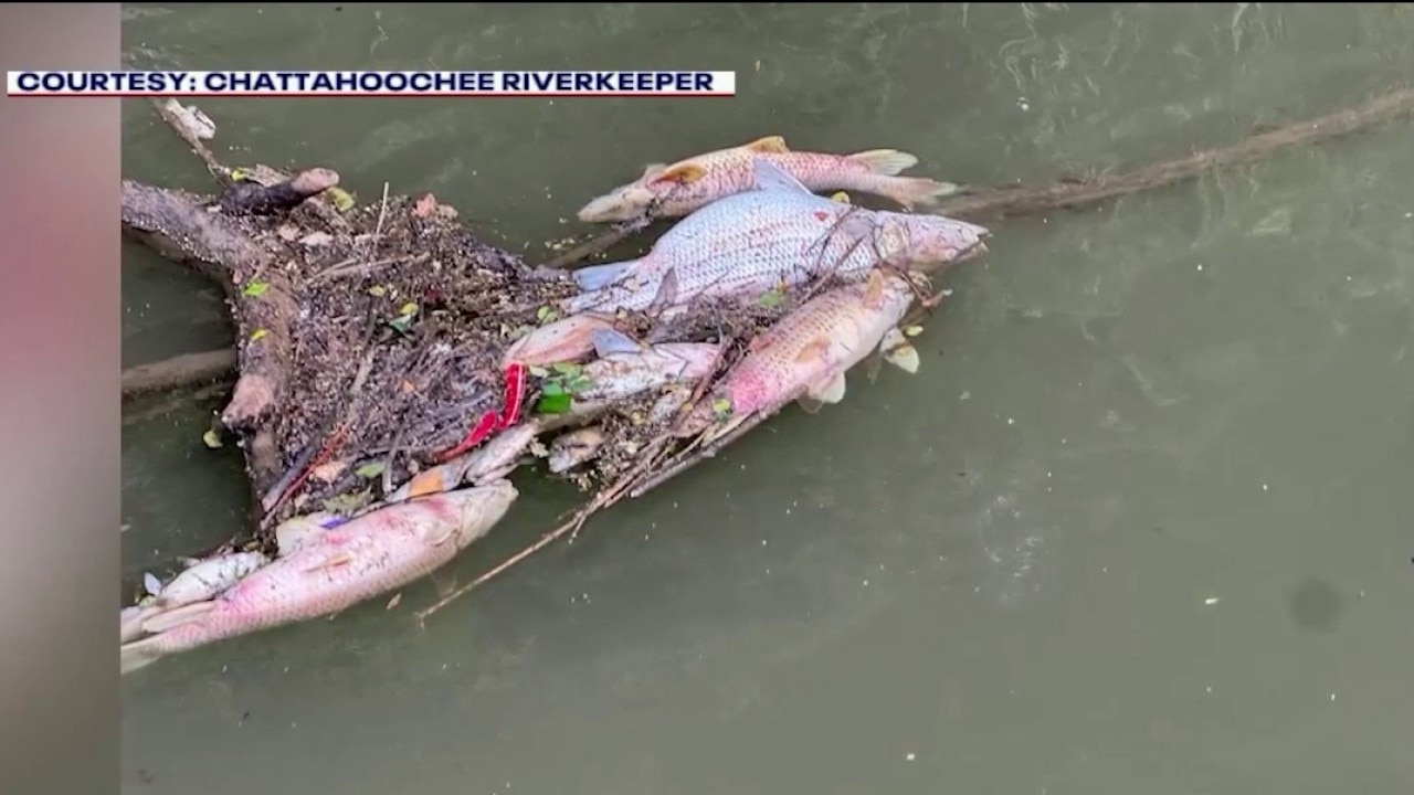 Sewage and drought trigger Chattahoochee River fish kill