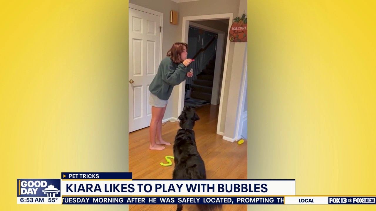 Pet Tricks for Wednesday, August 19