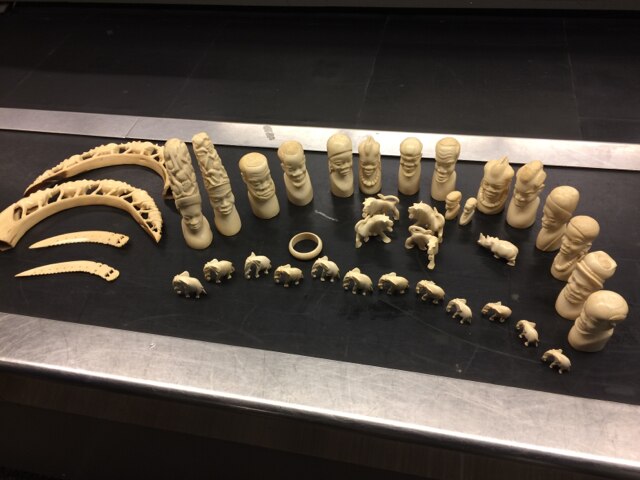 Ivory seized at Sea-Tac Airport