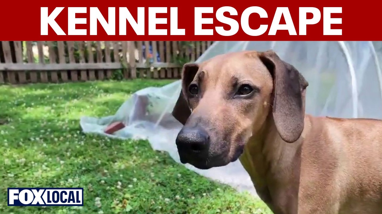 Maryland family's dog found after Potomac kennel escape 
