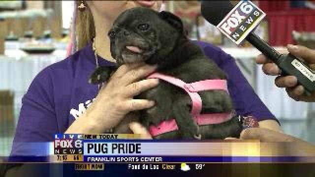 Milwaukee Pug Fest