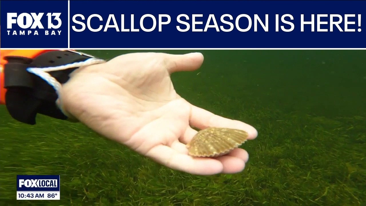 What to know before diving for scallops in Pasco Co.