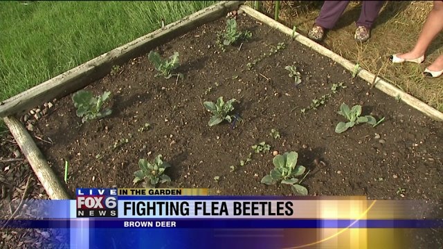 Fighting flea beetles