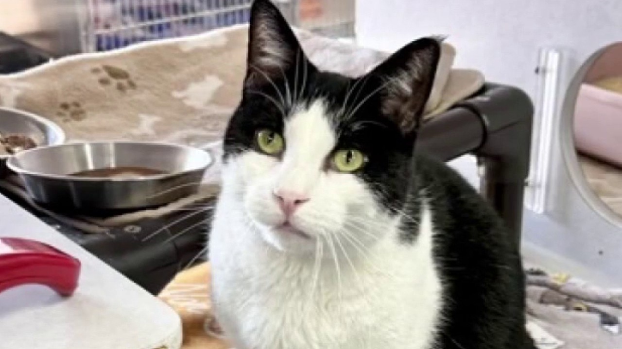 Meet Lewis at the Austin Humane Society 