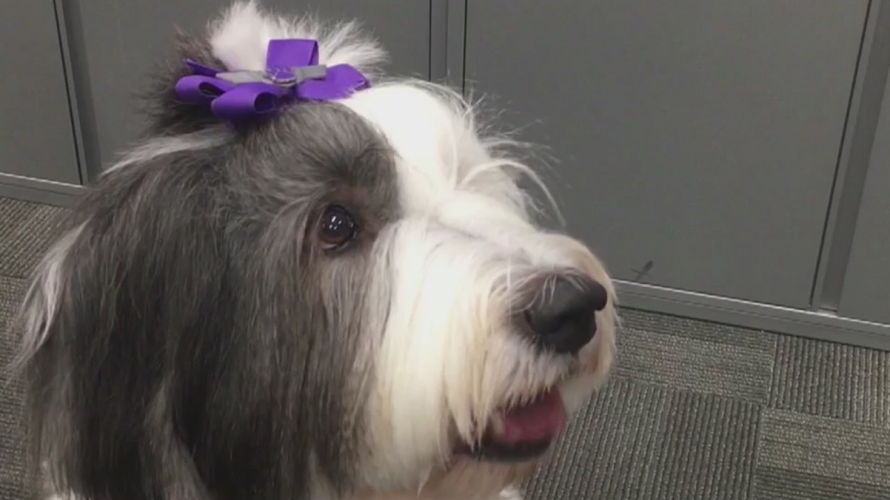 Sky Harbor makes dog volunteer program