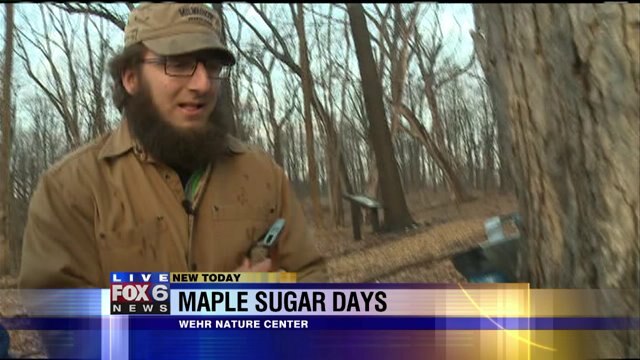 Laura learns how to identify a Maple Tree