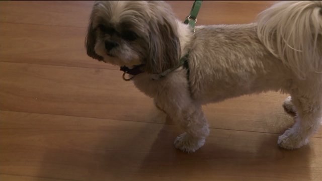 Chip gets tips, tricks on how to introduce new dogs to each other