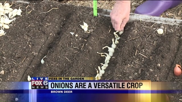 A versatile crop: Onions can be planted many different ways