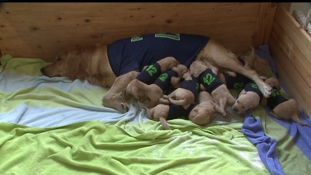 Momma and 11 pups make Seahawks 12s