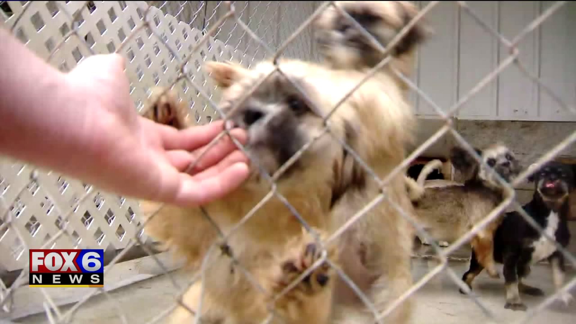 Puppy mill bill