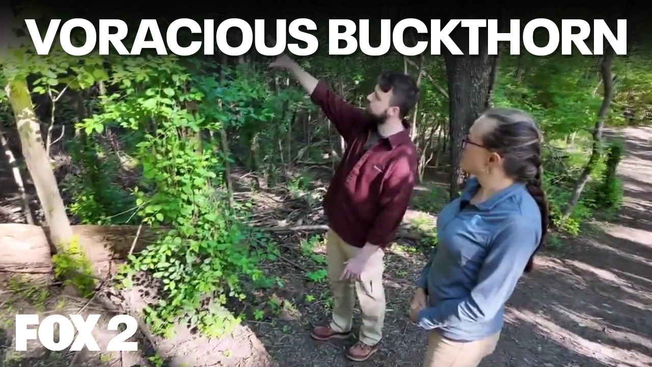 Invasive Buckthorn and the secret weapon to fight it | Brother Nature