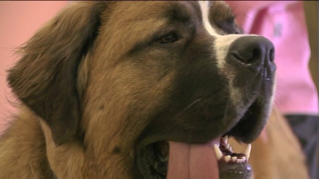 Canine flu has Delavan resort taking calls from Chicago pet owners looking to board their dogs