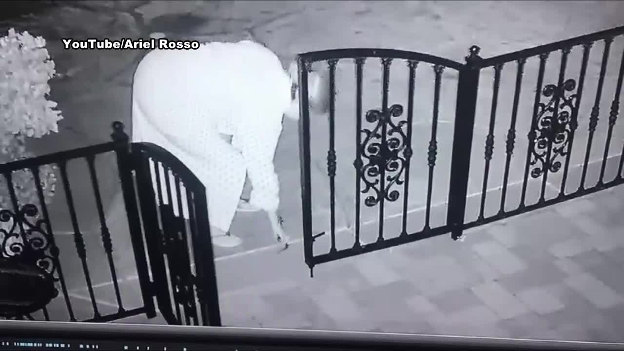Woman accidentally picks up rattlesnake