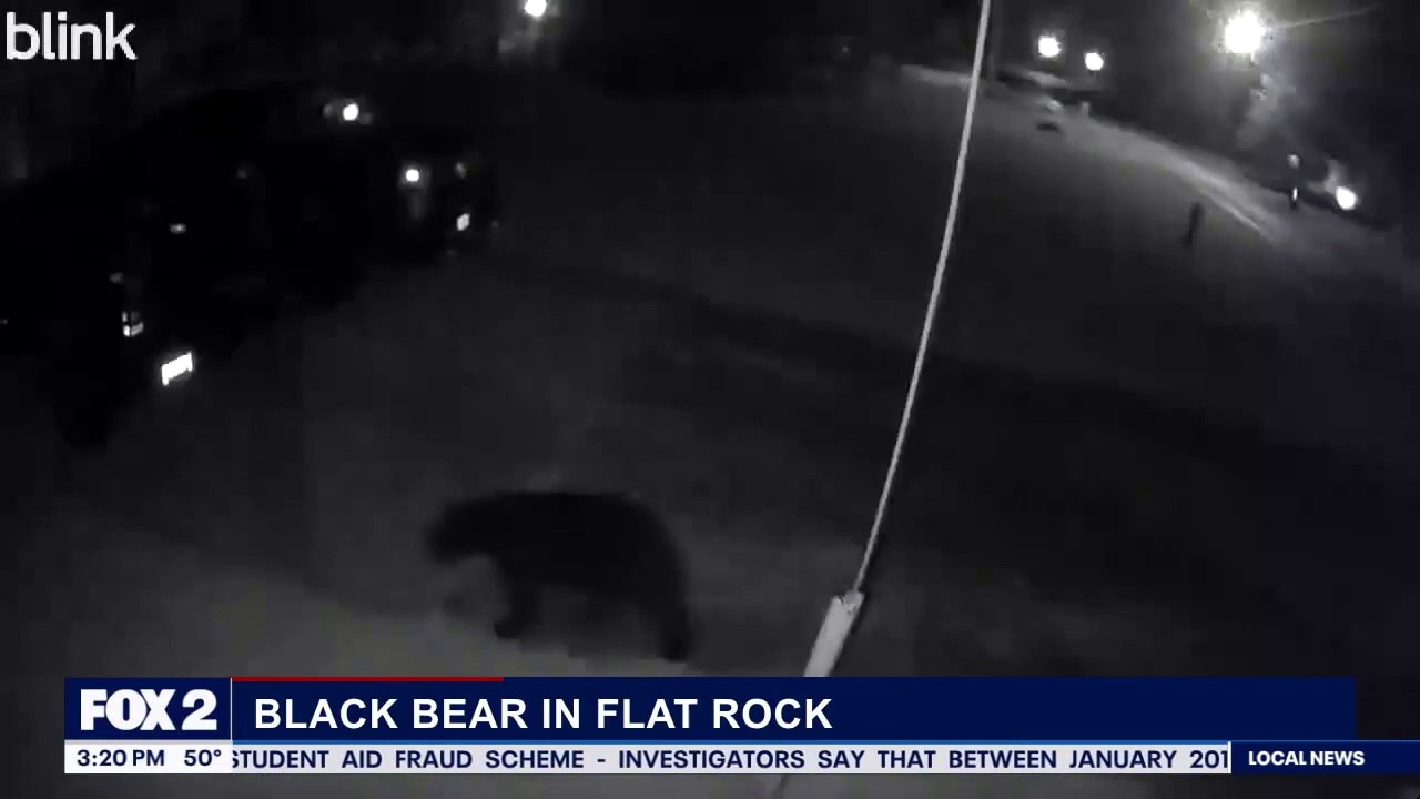 DNR discusses bear sighting in Flat Rock