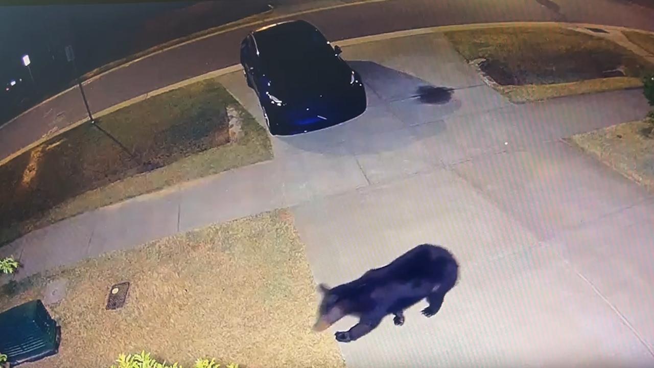 Black bear caught on Durham camera, NC wildlife shares how to stay safe 