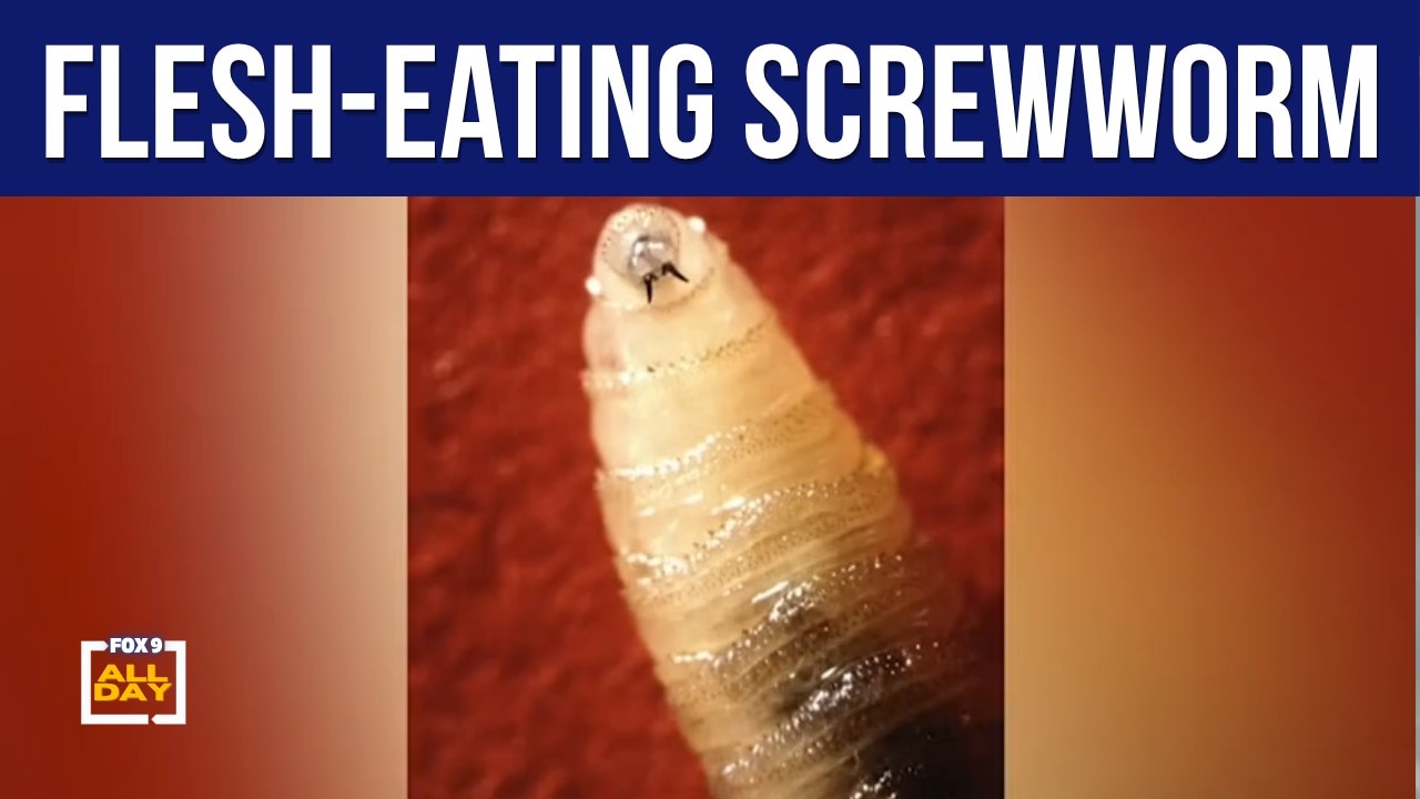 What you need to know about flesh-eating screwworm parasites