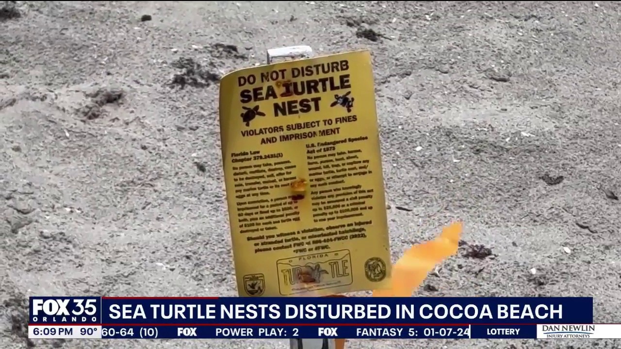Officials investigate tampered sea turtle nests on Cocoa Beach