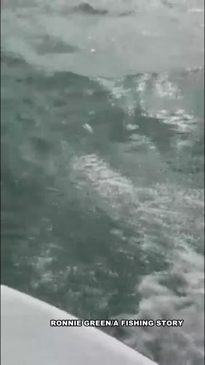 Shark intercepts fisherman's tarpon