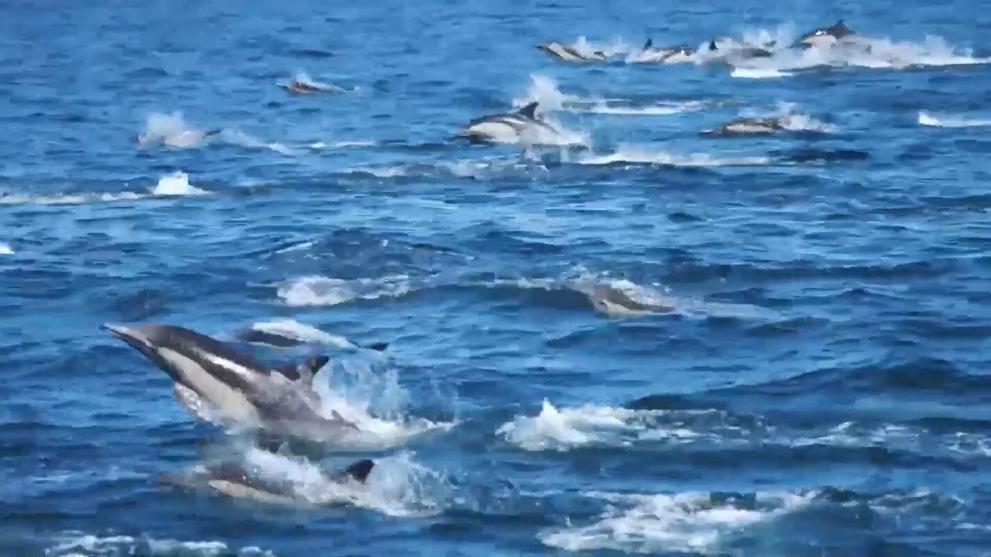 Caught on camera: Dolphin stampede in Southern California