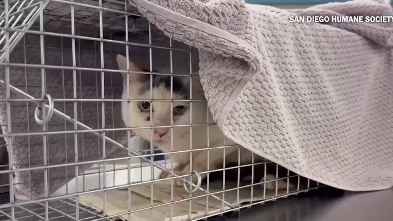 Hundreds of animals rescued from California sanctuary
