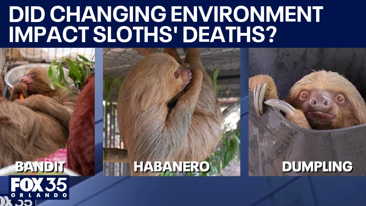 Over 30 'Sloth World' deaths: Experts say sloths don't do well in different environments