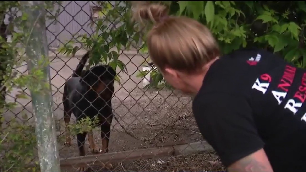 The Karens dog rescue team race against time for abused Rottweiler
