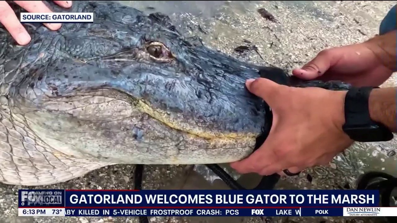 Rare Blue-tinted alligator rescued at Gatorland in Florida