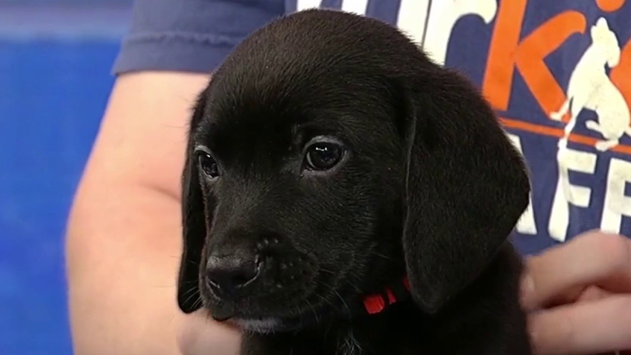 Pet of the Day: Roman