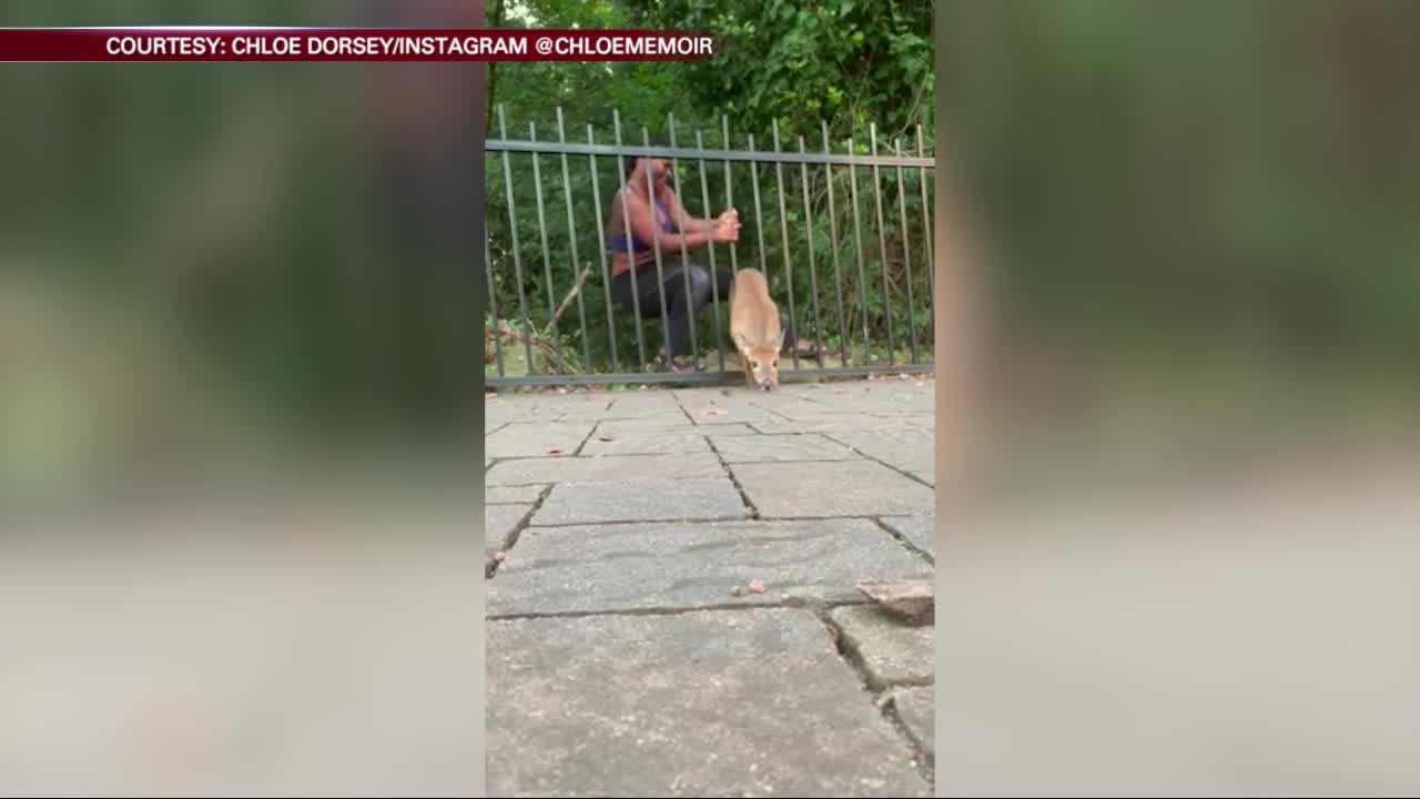 Georgia woman rescues deer from park fence