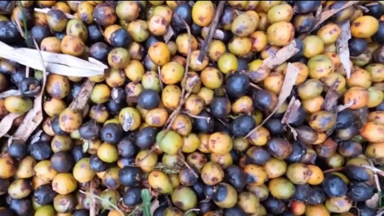 Palmetto berry theft