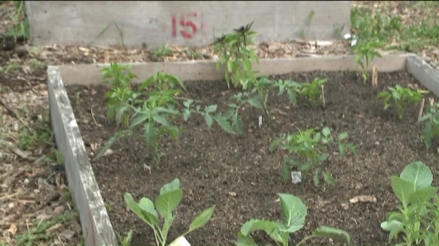 Victory Garden Initiative helps communities grow their own food