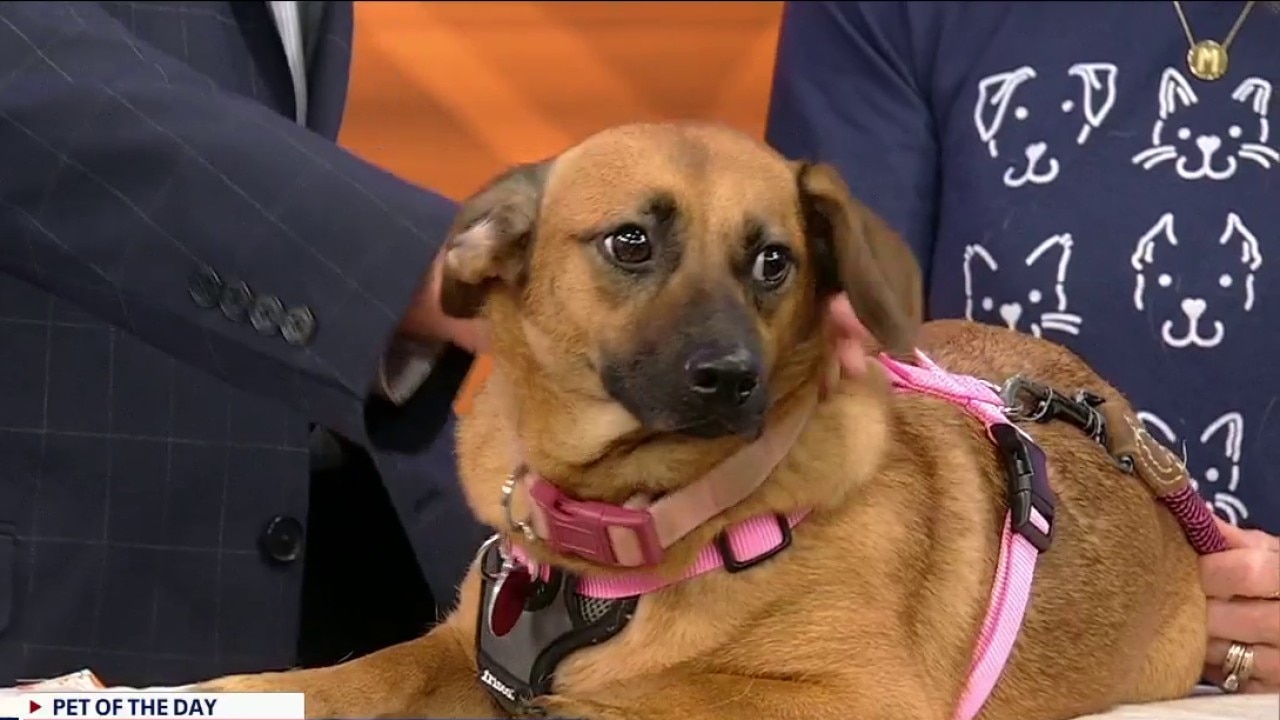 Pet of the day: Lucy