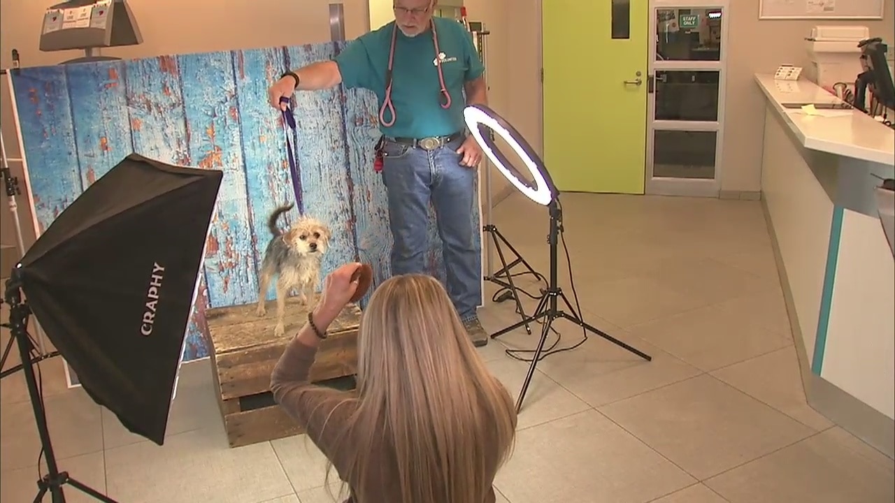 Photographer helps cats and dogs get adopted with animal glamour shots