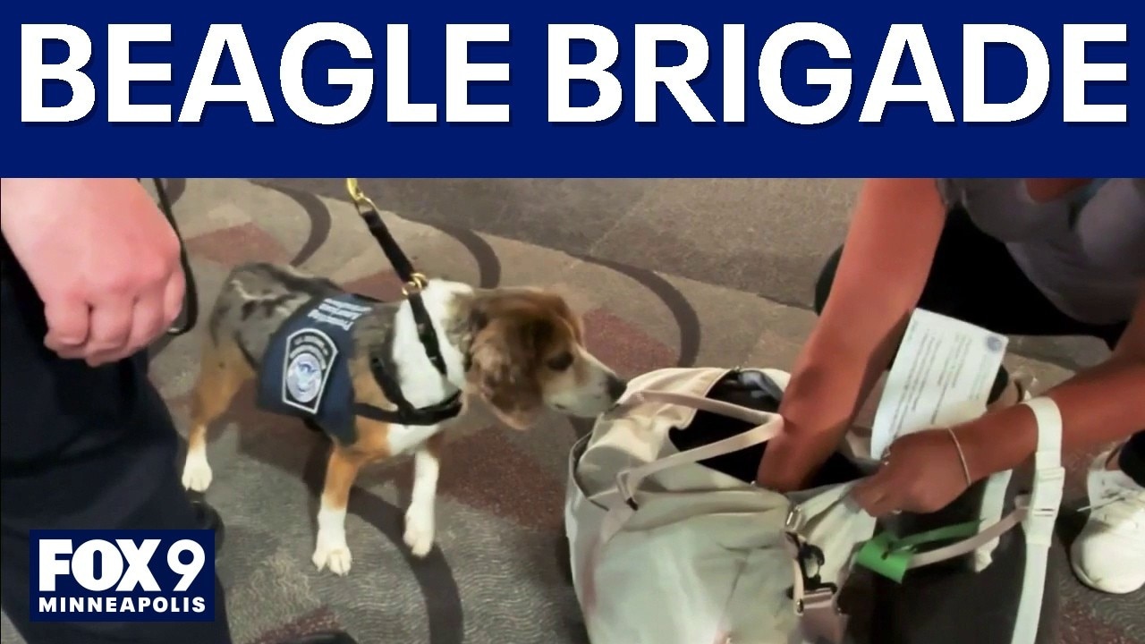 Beagle Brigade at MSP Airport sniffs out illegal food