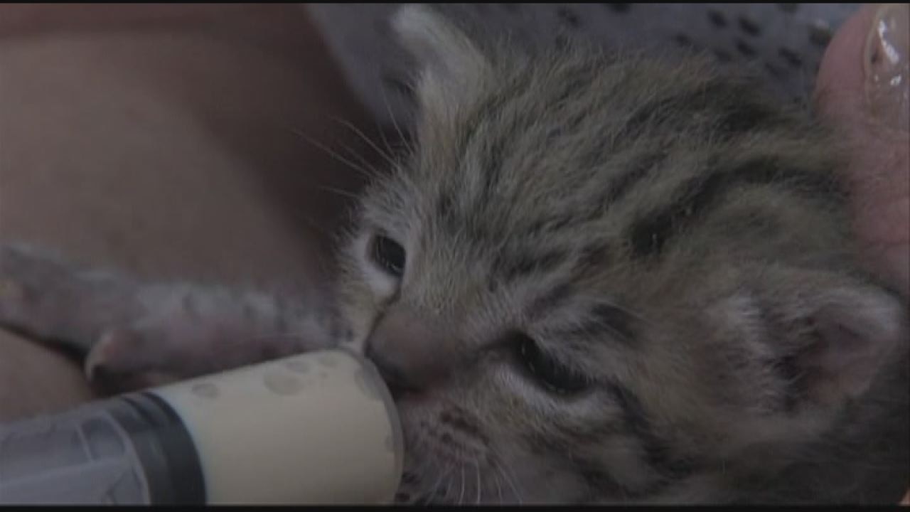 Mystery kitten identified